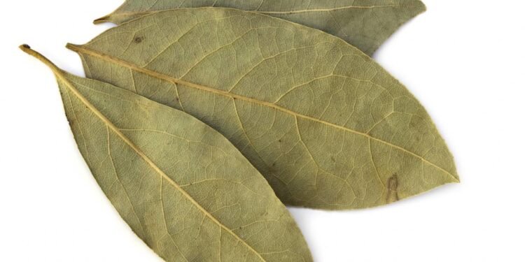 Ferver folhas de louro em casa: quais são os benefícios e por que é recomendado?