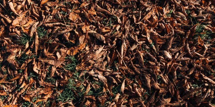 O que significam as pontas das folhas marrons e secas, de acordo com um especialista em plantas