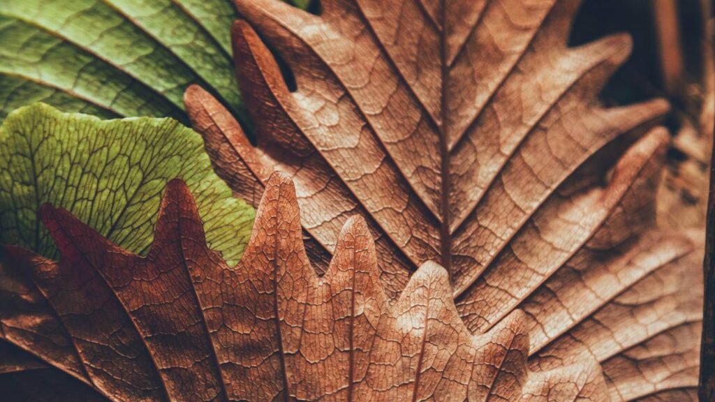 O que significam as pontas das folhas marrons e secas, de acordo com um especialista em plantas