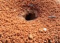 Poucos sabem: as maneiras mais eficazes de remover formigueiros do seu jardim