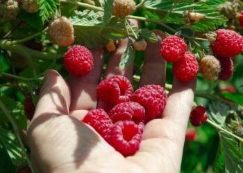 Você pode ter uma colheita farta de framboesas seguindo esses passos simples