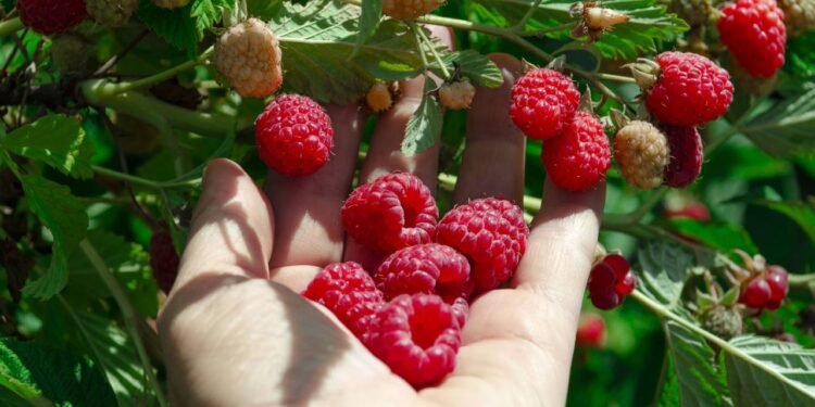 É importante optar pela variedade de framboesa adequada ao clima de sua região - Créditos: depositphotos.com / yankovets@gmail.com