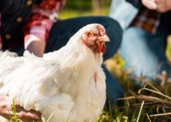 A ciência resolveu um dos enigmas mais antigos da humanidade: quem nasceu primeiro, o ovo ou a galinha?