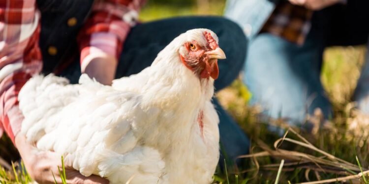 A ciência resolveu um dos enigmas mais antigos da humanidade: quem nasceu primeiro, o ovo ou a galinha?