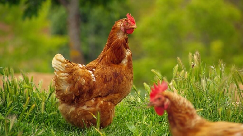 A ciência resolveu um dos enigmas mais antigos da humanidade: quem nasceu primeiro, o ovo ou a galinha?