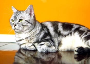 Essas são as raças ideais de gatos para você criar em seu apartamento