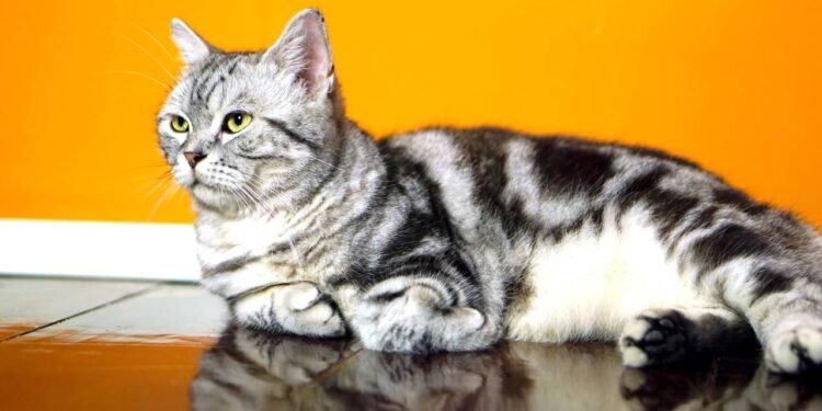 Essas são as raças ideais de gatos para você criar em seu apartamento