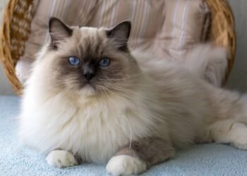 Qual seu gato de acordo com seu mês de nascimento?