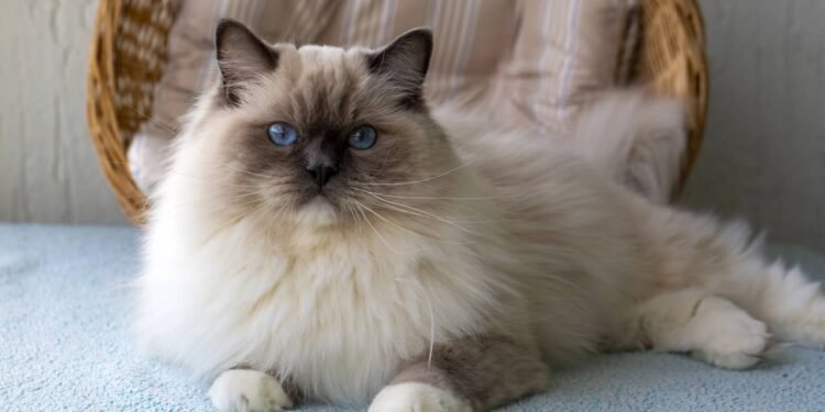 Gatos são animais independentes, curiosos e afetuosos, conhecidos por sua personalidade marcante. // Créditos: depositphotos.com / EsinDeniz