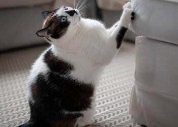 O que gatinhos sentem ao arranhar móveis?