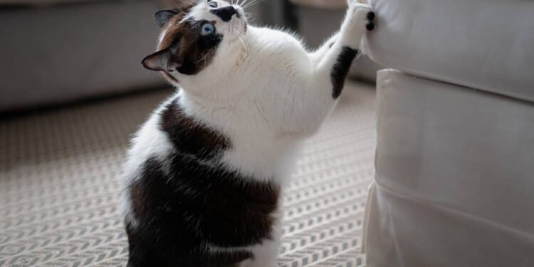 O que gatinhos sentem ao arranhar móveis?