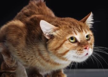 Esse hábito do seu gato pode indicar que ele se sente em perigo