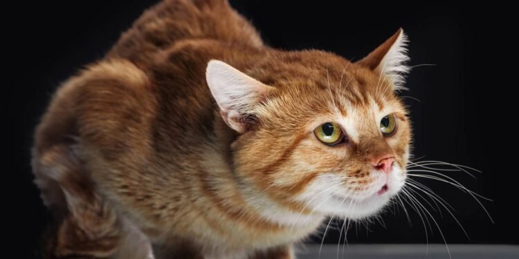 Esse hábito do seu gato pode indicar que ele se sente em perigo