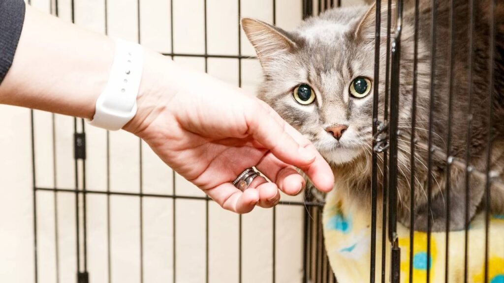 Esse hábito do seu gato pode indicar que ele se sente em perigo