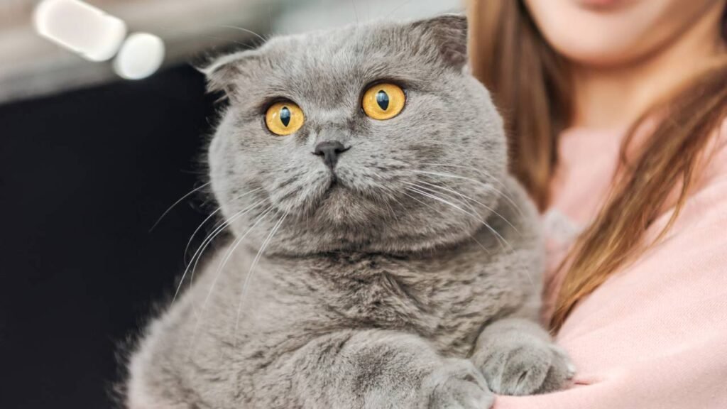 Como um gato escolhe sua pessoa favorita?