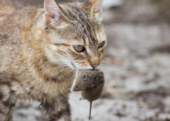 Entenda por que seu gato traz animais para a cama e o que isso revela sobre ele