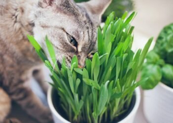 O hábito curioso que os gatos fazem e seus efeitos positivos no bem-estar deles
