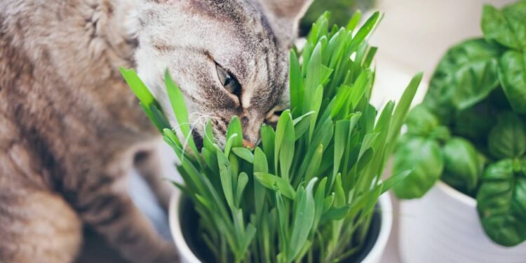 Mesmo sendo carnívoros obrigatórios, os gatos ingerem grama por motivos que vão além da alimentação - Créditos: depositphotos.com / igvee