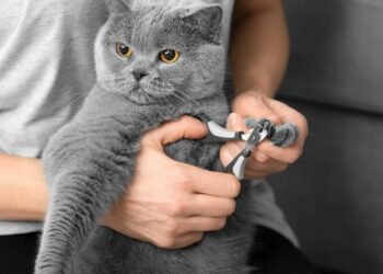 Por que você não deve cortar as unhas dos gatos, segundo um veterinário