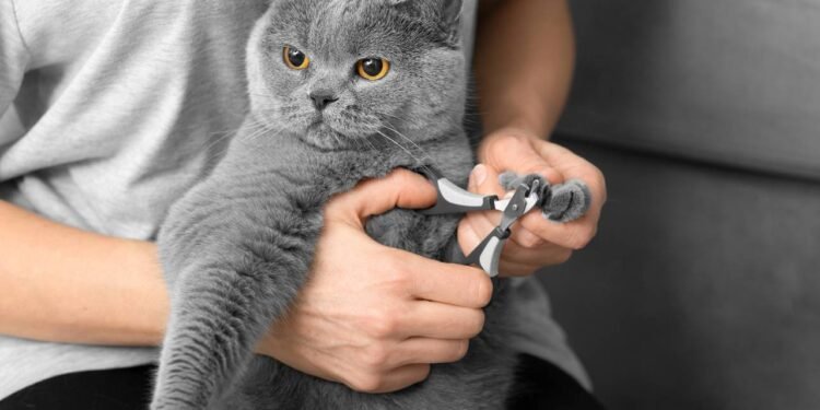 Por que você não deve cortar as unhas dos gatos, segundo um veterinário