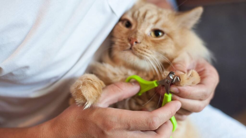 Por que você não deve cortar as unhas dos gatos, segundo um veterinário