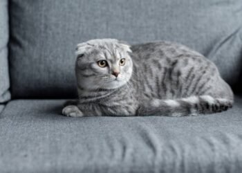 O que significa quando seu gato senta em suas coisas, de acordo com veterinários