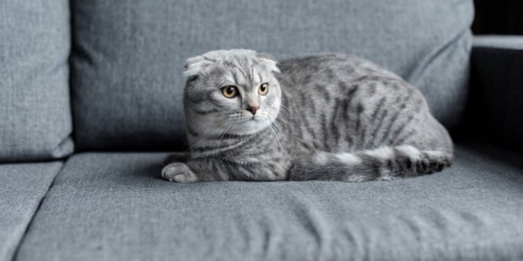 O que significa quando seu gato senta em suas coisas, de acordo com veterinários