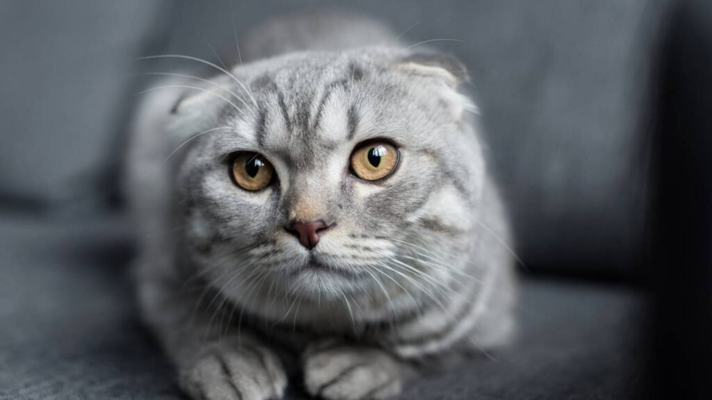 O que significa quando seu gato senta em suas coisas, de acordo com veterinários