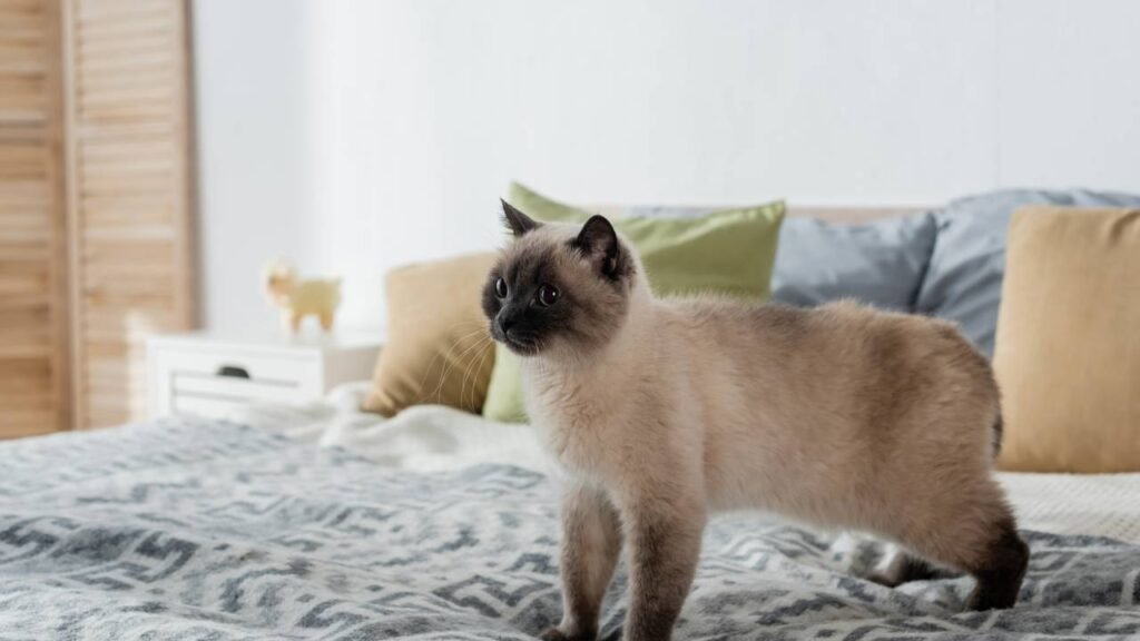 Fatos surpreendentes sobre gatos que você nunca ouviu