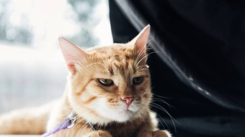 Coisas que irritam aleatoriamente o gato laranja e podem causar risadas