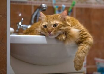 Entenda por que seu gato não deixa você usar o banheiro sozinho