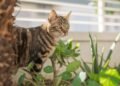 Os 3 truques para manter seu gato longe das plantas
