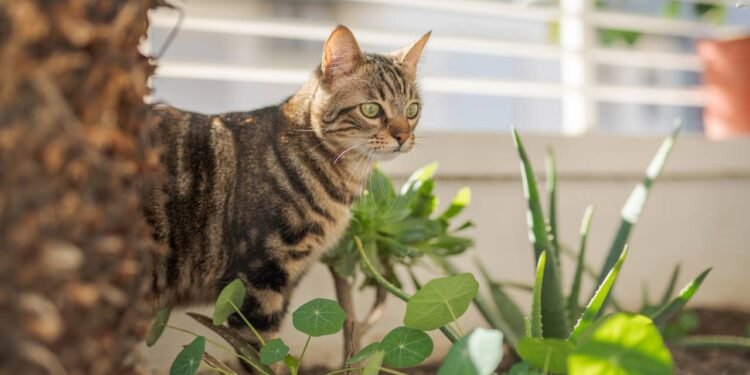 Os 3 truques para manter seu gato longe das plantas