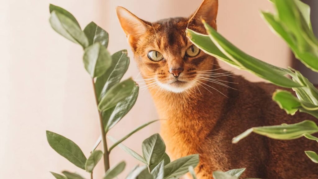 Os 3 truques para manter seu gato longe das plantas