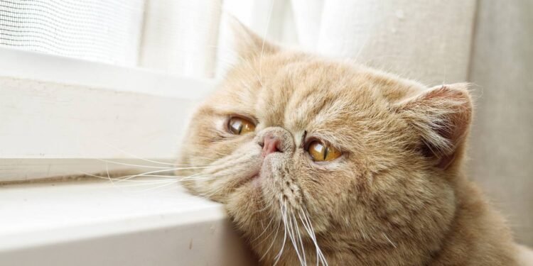 Essa é a forma correta de calcular a idade do seu gato