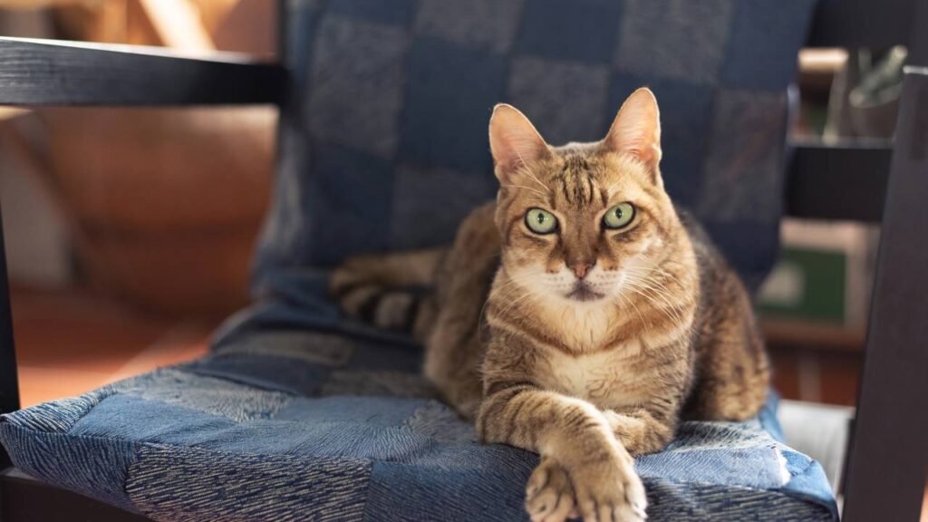 Essa é a forma correta de calcular a idade do seu gato