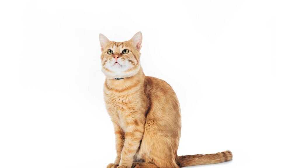 O que seu gato realmente pensa quando fica sozinho em casa