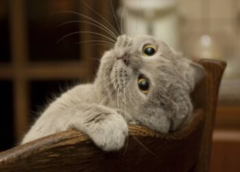 Por que alguns gatos não ronronam?