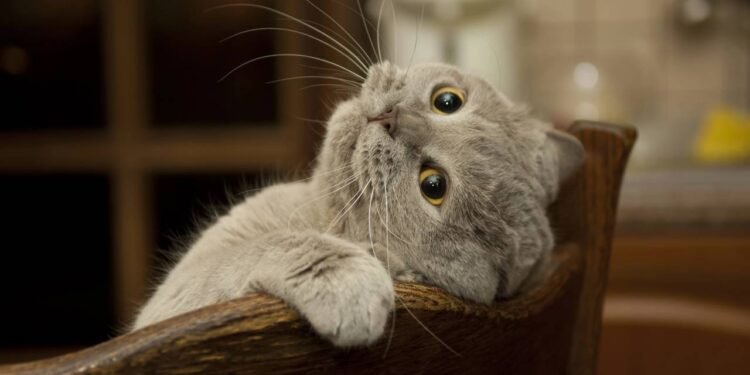 Por que alguns gatos não ronronam?