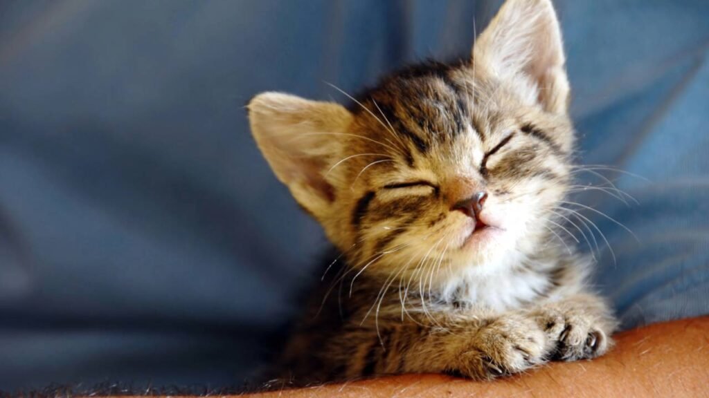 O que significa para um gato sentar no seu lugar, segundo um veterinário