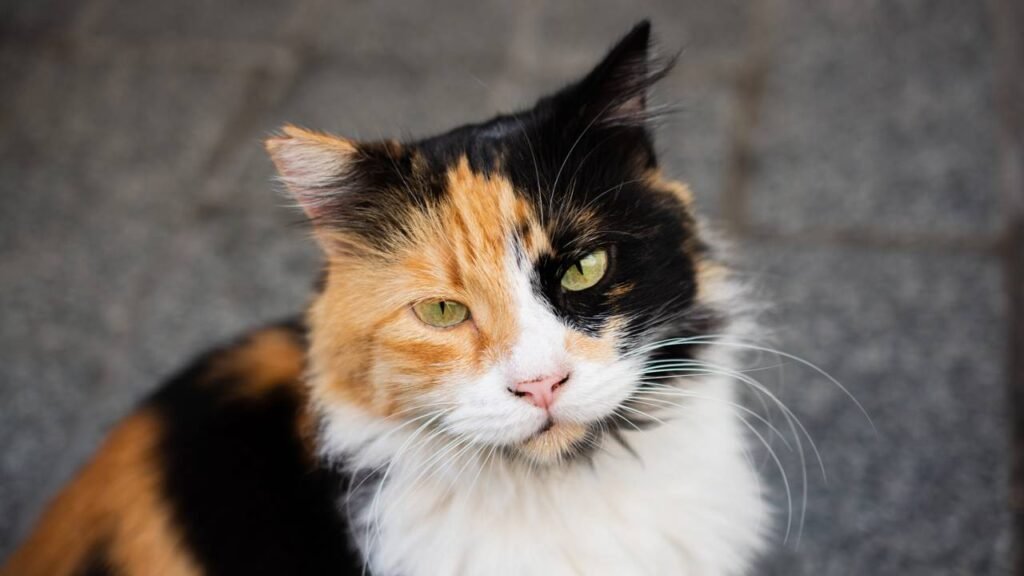 Por que os gatos sofrem de problemas renais e como identificá-los?