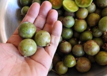 A fruta do Cerrado que virou superalimento funcional