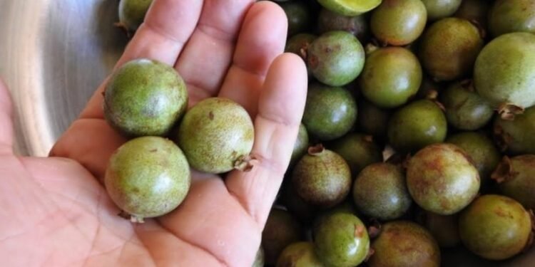 Guavira - Créditos //Reprodução