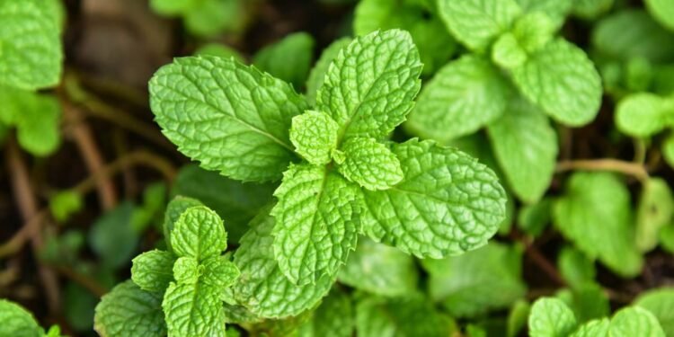 Muitas pessoas associam a hortelã-pimenta ao tradicional chá, porém a forma encapsulada do óleo - Créditos: depositphotos.com / niamwhan