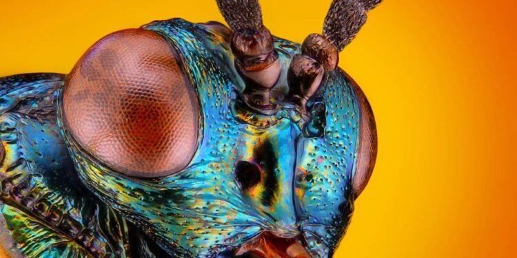 Coloridos e curiosos, os insetos despertam interesse por suas formas e comportamentos únicos. // Créditos: depositphotos.com / Tomatito