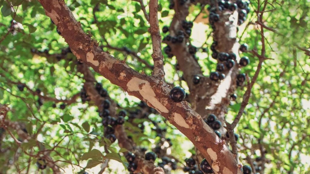 A árvore frutífera mais fácil para cultivar em casa sem esforço