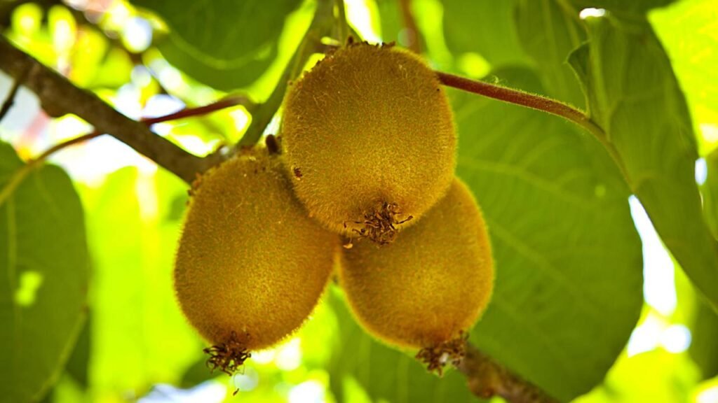Este é o fruto número 1 para tratar a constipação