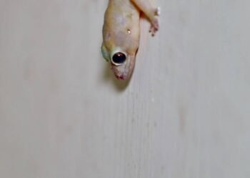 Como lidar com lagartos dentro de casa