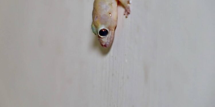 Como lidar com lagartos dentro de casa