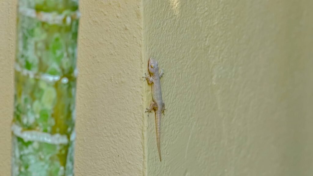Como lidar com lagartos dentro de casa